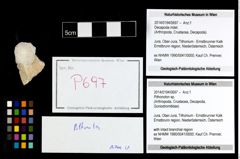 Foto (Objekt + Etikett) von Pithonoton sp.  (NHMW-GEO-2014-0194-0697)
